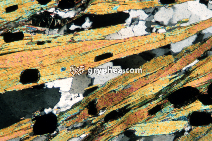 Micaschiste LPA x10 - gryphea.com